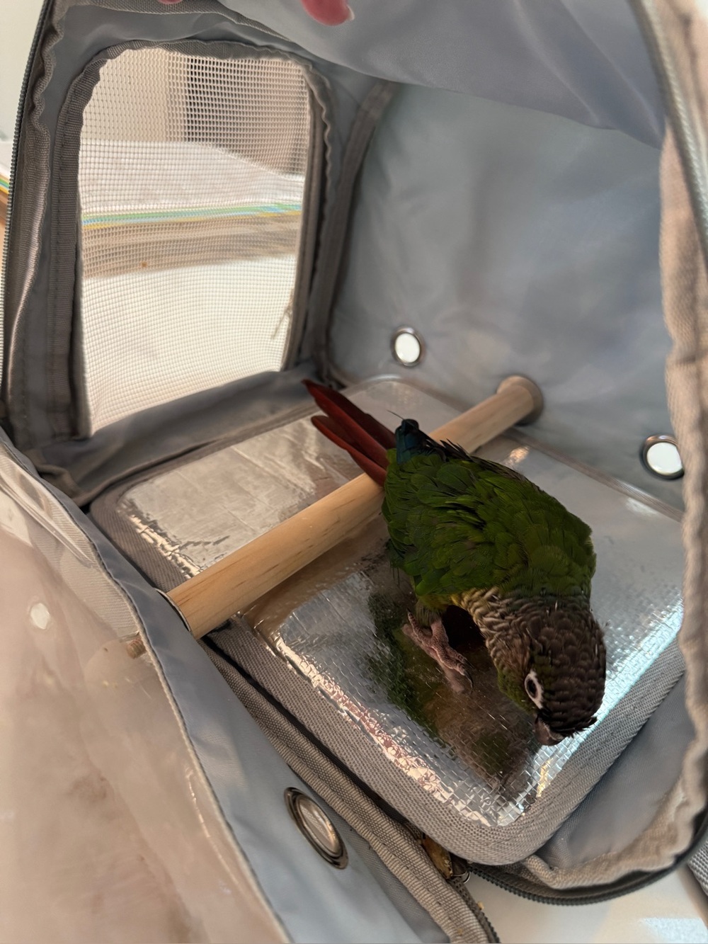Travel Bird Parrot Conure Cockatiel Parakeet Carrier